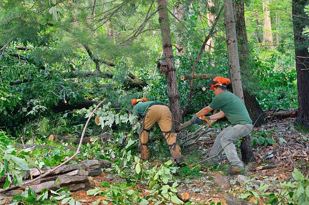 Best Commercial Tree Services  in Aztec, NM